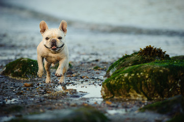 French Bulldog running through rocks on beach