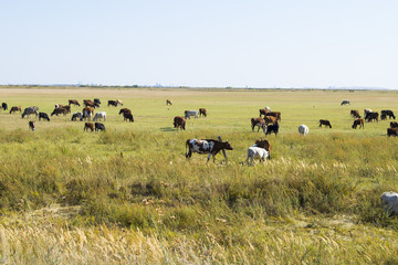 A herd of cows