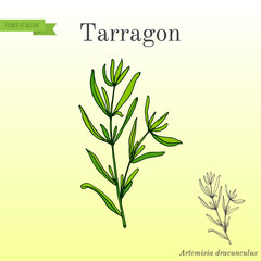 Tarragon, aromatic kitchen herb