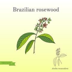Aniba rosaeodora, or Brazilian rosewood, or rosewoodtree