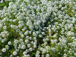 White flowers of sweet alison (Lobularia maritima), beautiful groundcover and rockery plant with sweet fragrant flowers