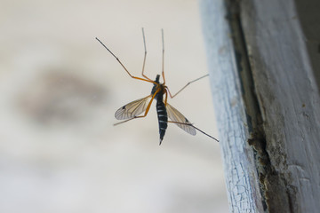 a mosquito on the glass