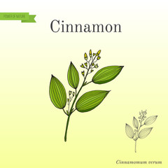 Cinnamomum verum, spice