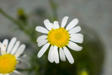 Obraz premium Small Daisy flower