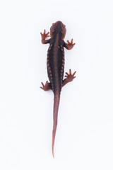Salamander (Himalayan Newt) on white background and Living On the high mountains at doiinthanon national park,Thailand