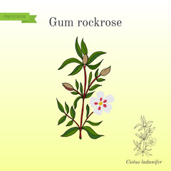 Gum rockrose or labdanum, common gum cistus - obrazy, fototapety, plakaty