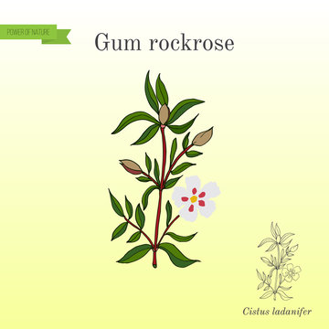 Gum rockrose or labdanum, common gum cistus