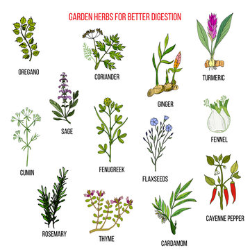 Best garden herbs for better digestion