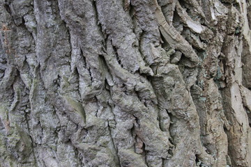 Baumrinde Hintergrund