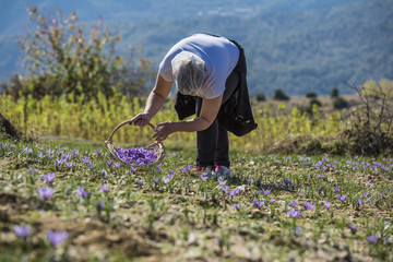 Worker with basket gathering saffron flowers during saffron harvesting season