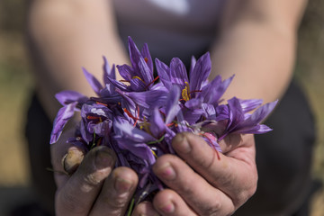 Picker holding saffron flowers in his hands during harvesting