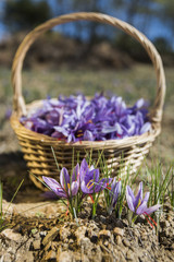 Fototapeta premium A bouquet of saffron flowers with a basket full with saffron on the background