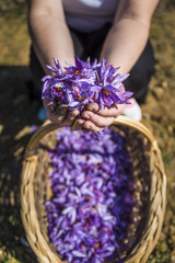 Picker holding saffron flowers in his hands over a basket full of saffron flowers