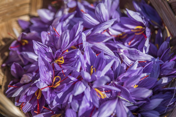 Saffron flowers in a basket illuminated by the afternoon sun