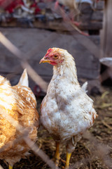 Portrait of a chicken behind a metal mesh on a farm.