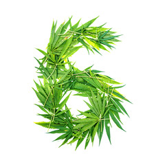 Number six made from green cannabis leaves on a white background. Isolated