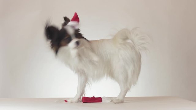 Funny young male dog Continental Toy Spaniel Papillon tries to take off the Santa Klaus cap on white background stock footage video