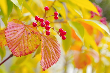 ガマズミの実と紅葉