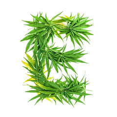 Letter E made of green cannabis leaves on a white background. Isolated