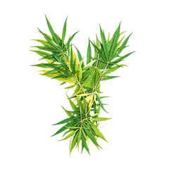 Letter Y made of green cannabis leaves on a white background. Isolated