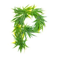 Letter P made of green cannabis leaves on a white background. Isolated