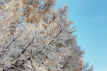 branches with hoarfrost in winter