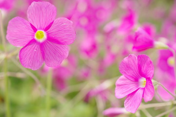 Fototapeta premium ピンクのオキザリス