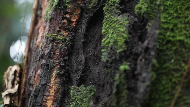 close up of ant in rain forest