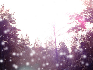 winter landscape forest in snow frost with sunny light beams