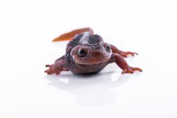 Salamander (Himalayan Newt) on white background and Living On the high mountains at doiinthanon national park,Thailand