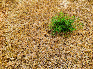 close up green grass survival amount brown and dry grass