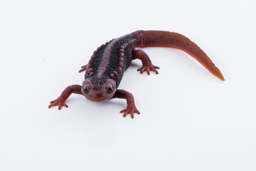 Salamander (Himalayan Newt) on white background and Living On the high mountains at doiinthanon national park,Thailand