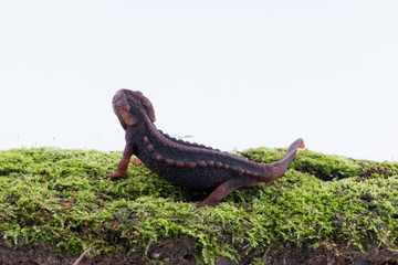 Salamander (Himalayan Newt) on white background and Living On the high mountains at doiinthanon national park,Thailand