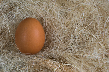 Egg in the grass and space for text