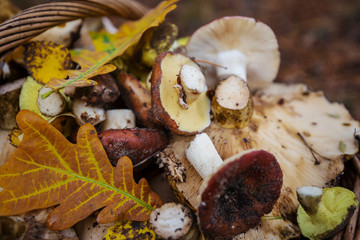 Mushrooms