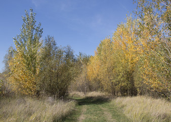 Early autumn pathway in the forest