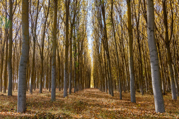 Bosque de chopos en otoño. Populus canadensis.
