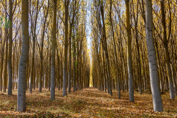 Bosque de chopos en otoño. Populus canadensis.
