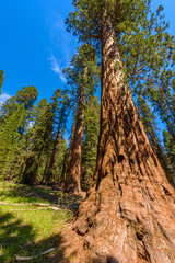 Giant sequoia forest - the largest trees on Earth in Sequoia National Park, California, USA