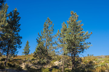 Obraz premium Green pine trees stand on hillsides in the moutains above Los Angeles California.