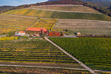 aerial view of vineyard