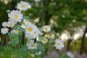 木陰で咲く秋明菊