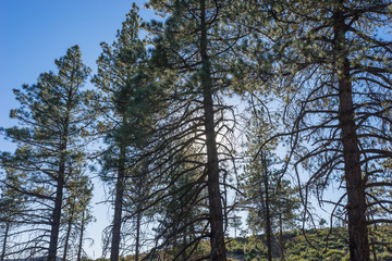 Pine tree trunks stand on the top of a mountain ridge in the San Gabriels of Los Angeles County.
