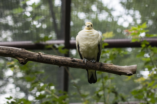 Pied imperial-pigeon - Ducula bicolor