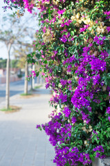 Purple Bougainvillea flower on cityscape background