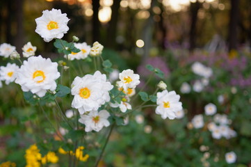 夕暮れの秋明菊