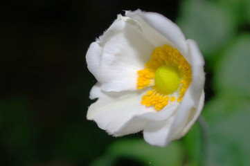 一重咲きの秋明菊