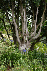 Monte gardens in Funchal on Madeira, Portugal