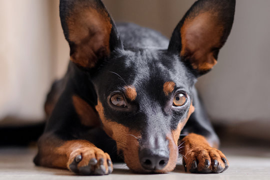 the dwarf pinscher looks into the eyes. Portrait of a dog