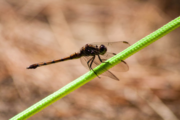 Dragonfly Wings